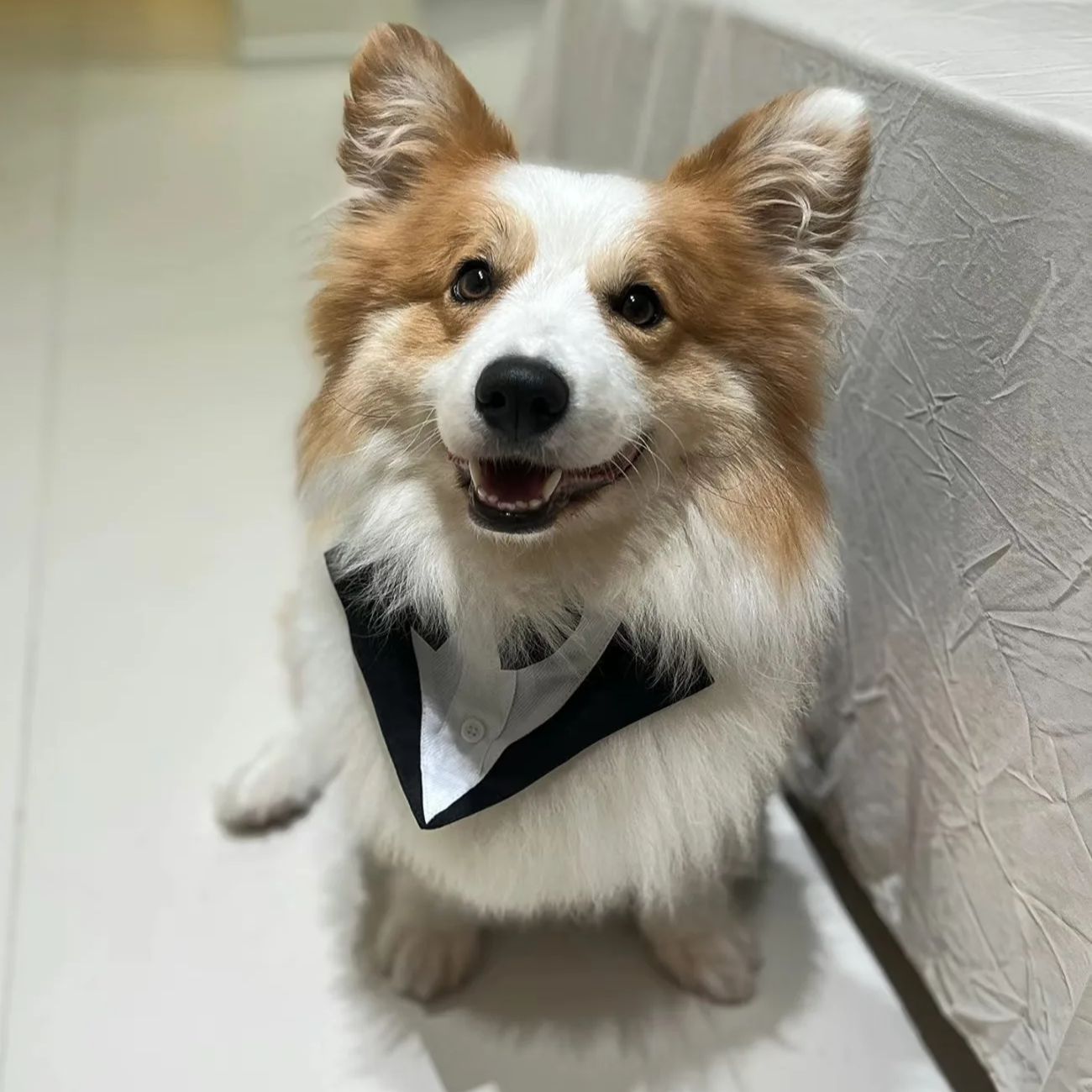 Suitsupply Wedding Tuxedo - ملابس للكلاب الأليفة، بدلة رسمية أنيقة